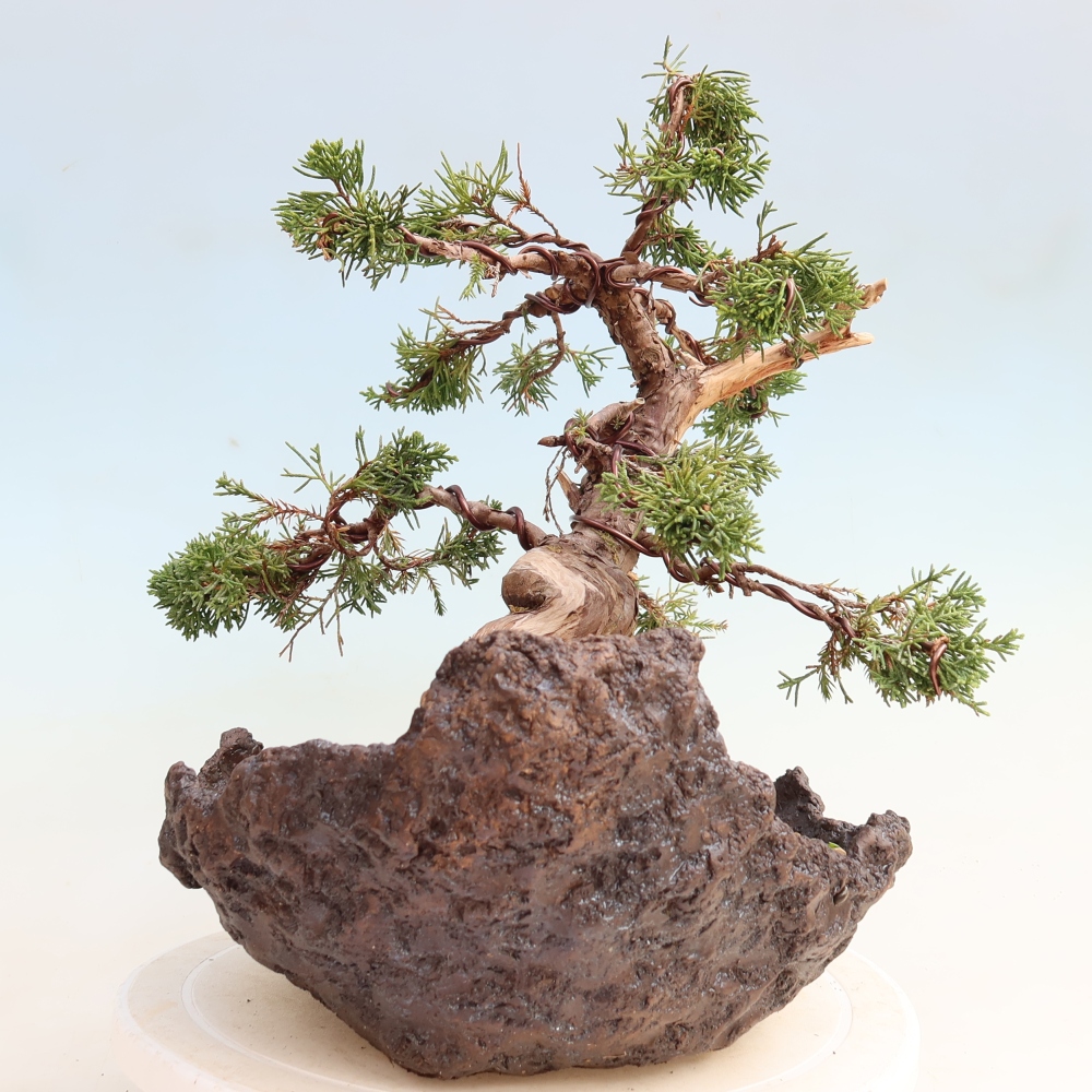 Kültéri bonsai - Juniperus chinensis Itoigawa-Juniperus chinensis