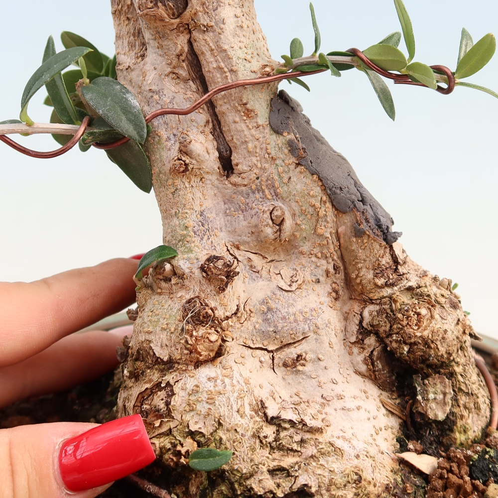 Beltéri bonsai - Olea europaea sylvestris