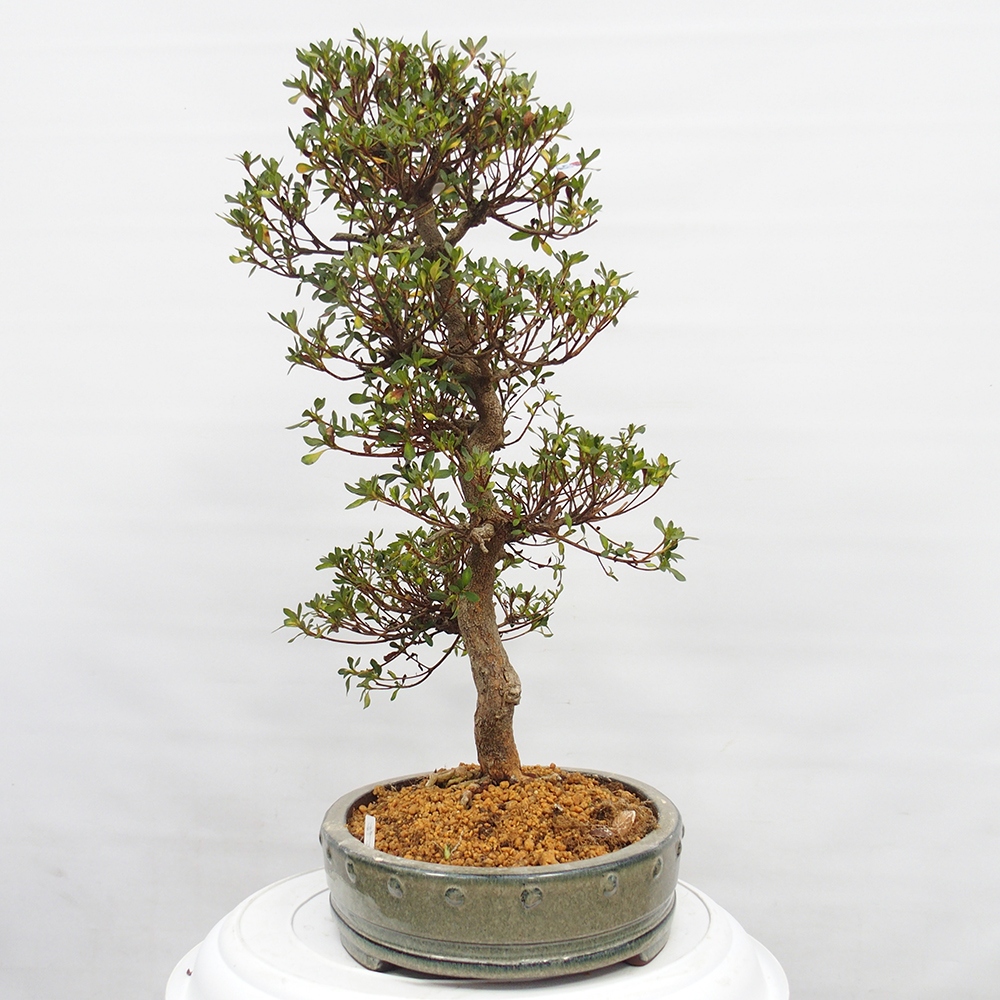 Kültéri bonsai - Japán azálea - Azalea Nishikie