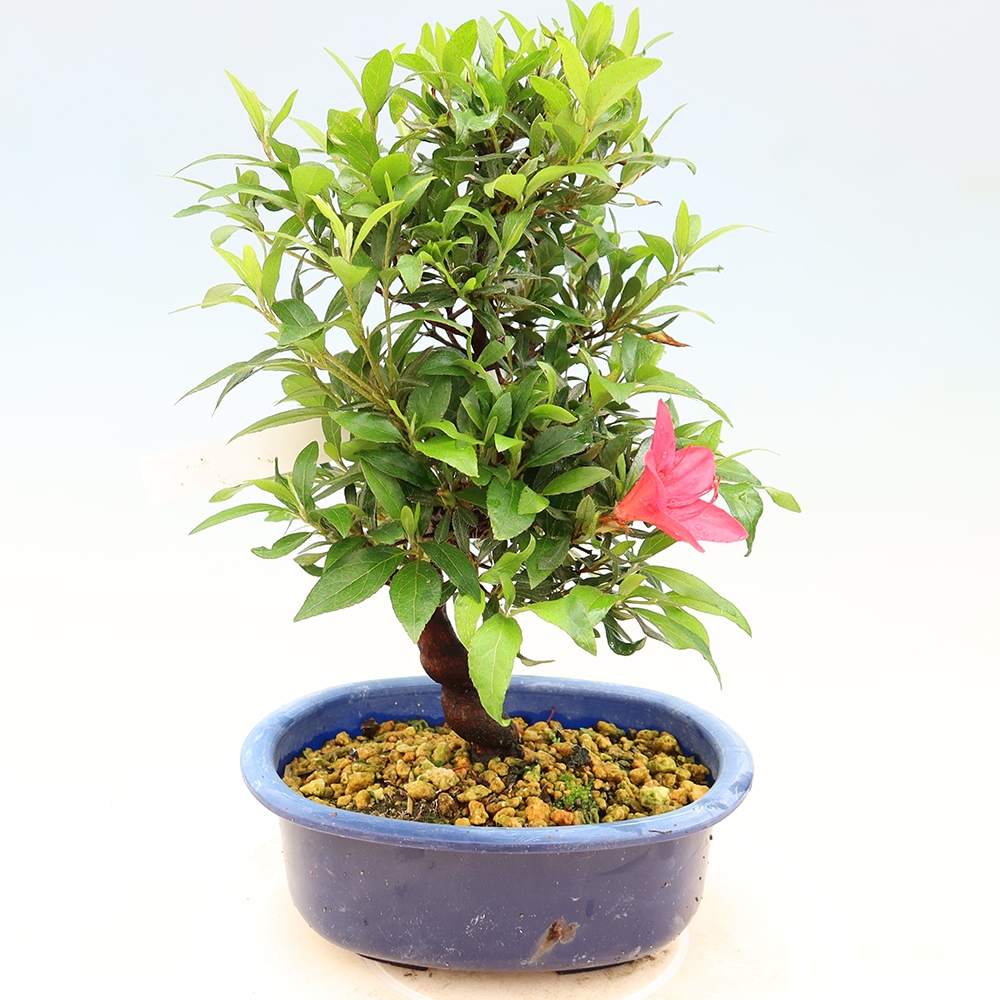 Kültéri bonsai - japán azálea - Azálea CHIHIRO