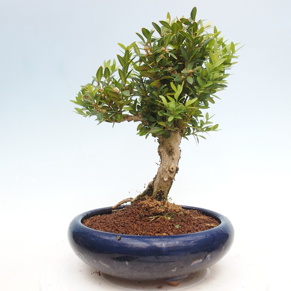 Kültéri bonsai - Buxus sempervirens - puszpáng - boxwood
