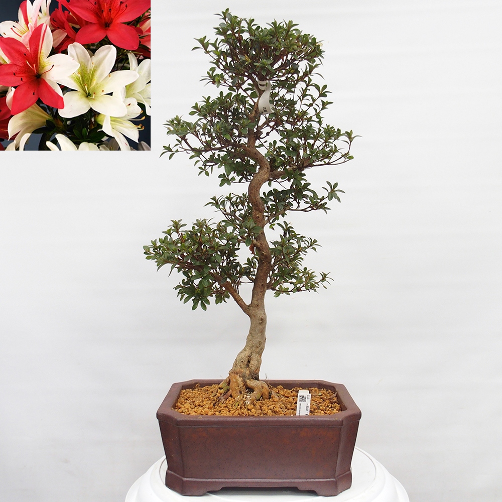 Kültéri bonsai - Japán azálea - Azalea Hanatsuzuri