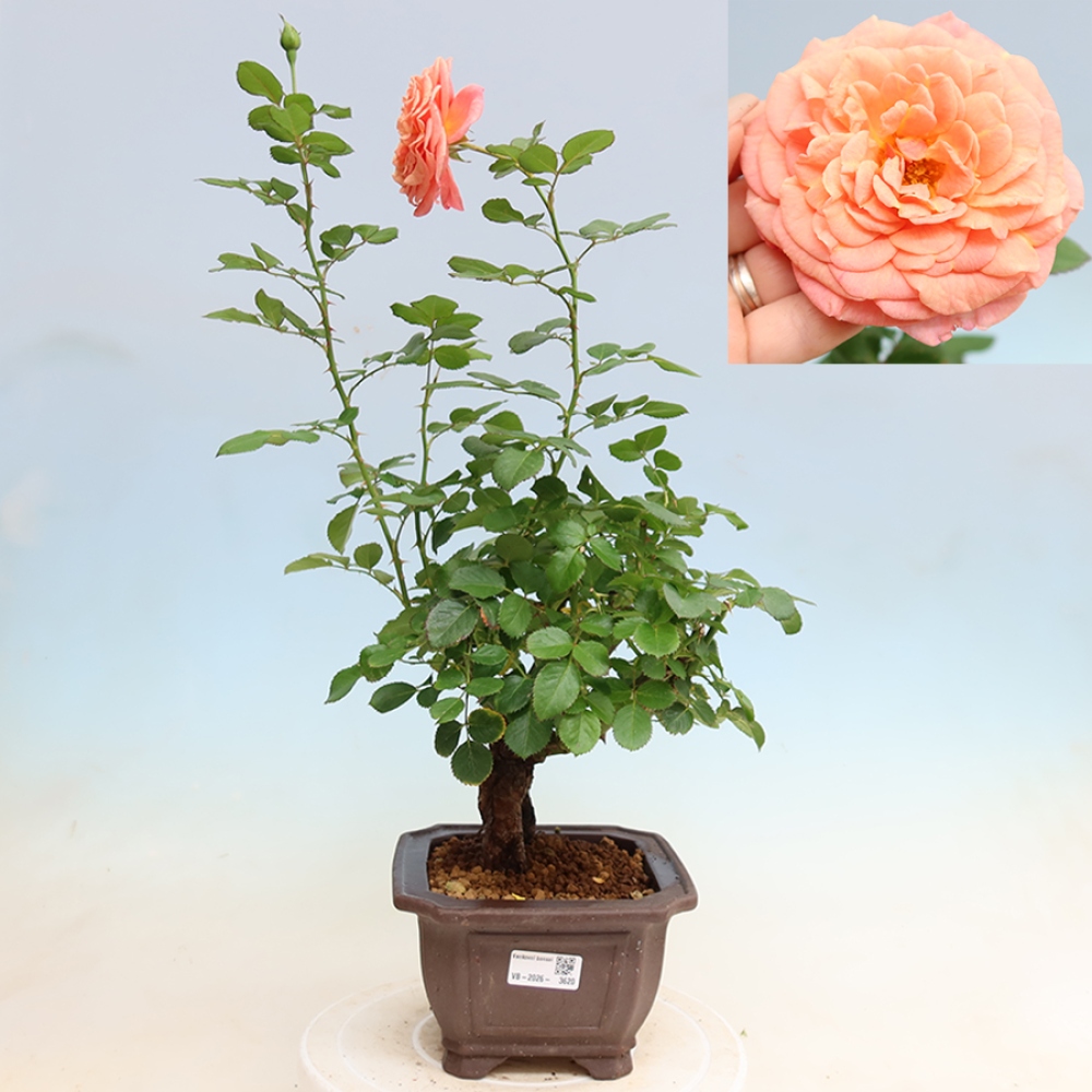 Kültéri bonsai - Rosa Kordes - rózsa