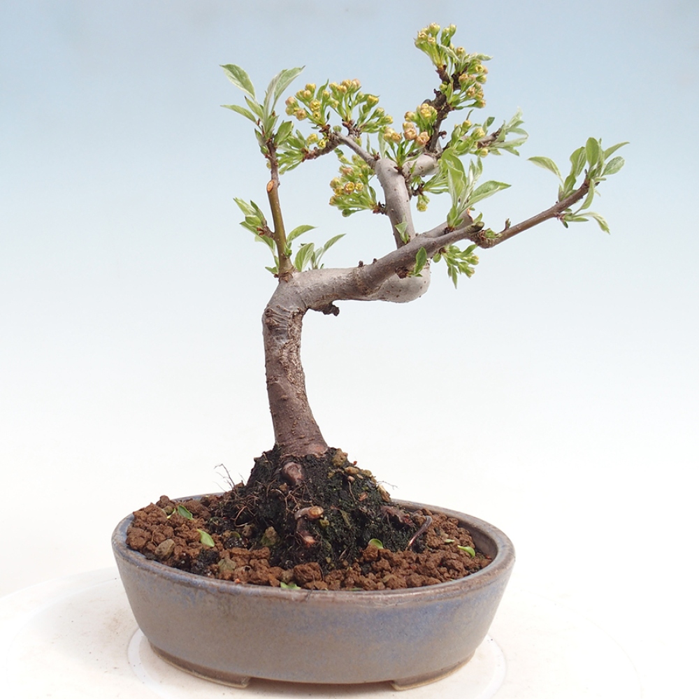 Kültéri bonsai - Malus sargentii - Kis gyümölcsű almafa