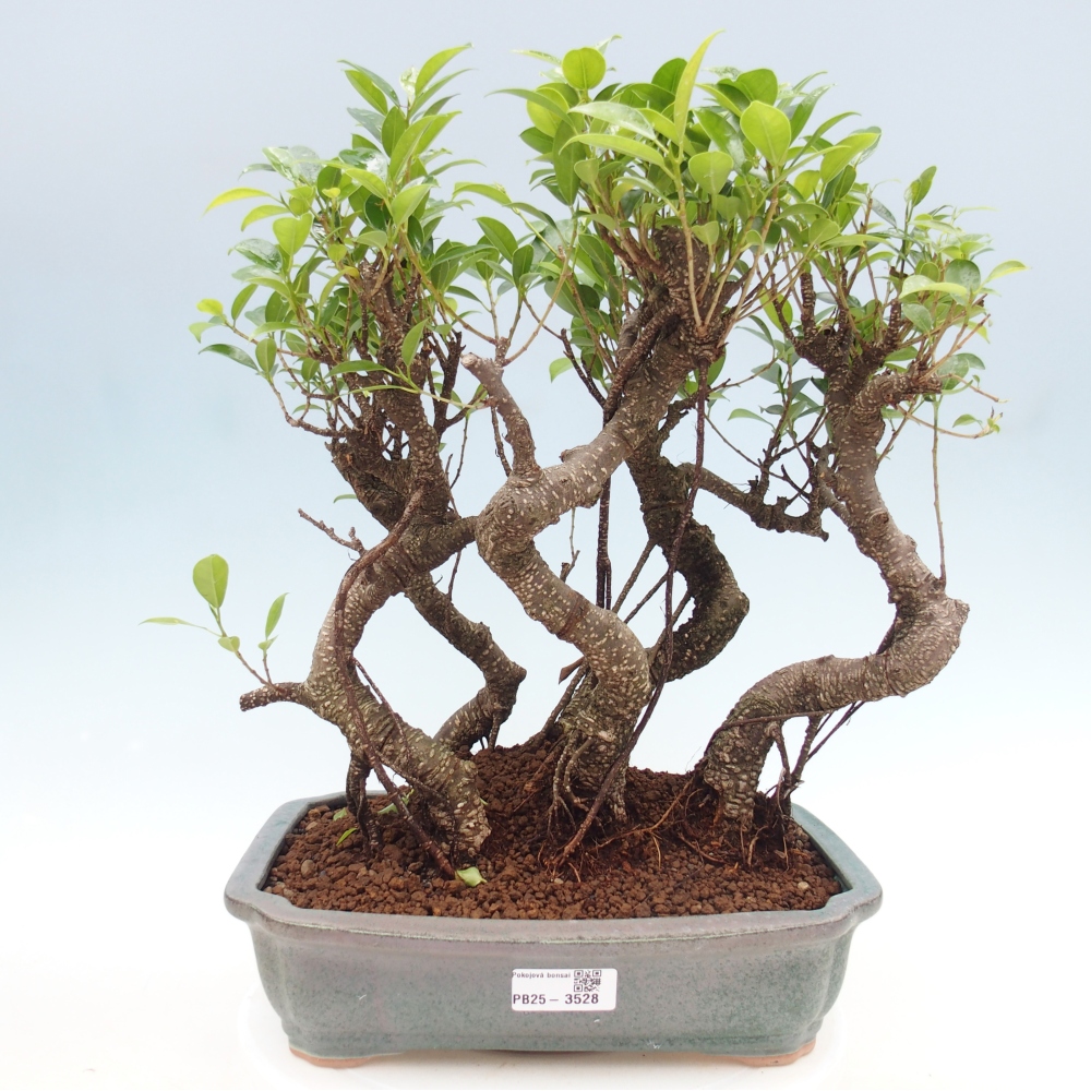 Szobai bonsai - Ficus kimmen - kislevelű fikusz