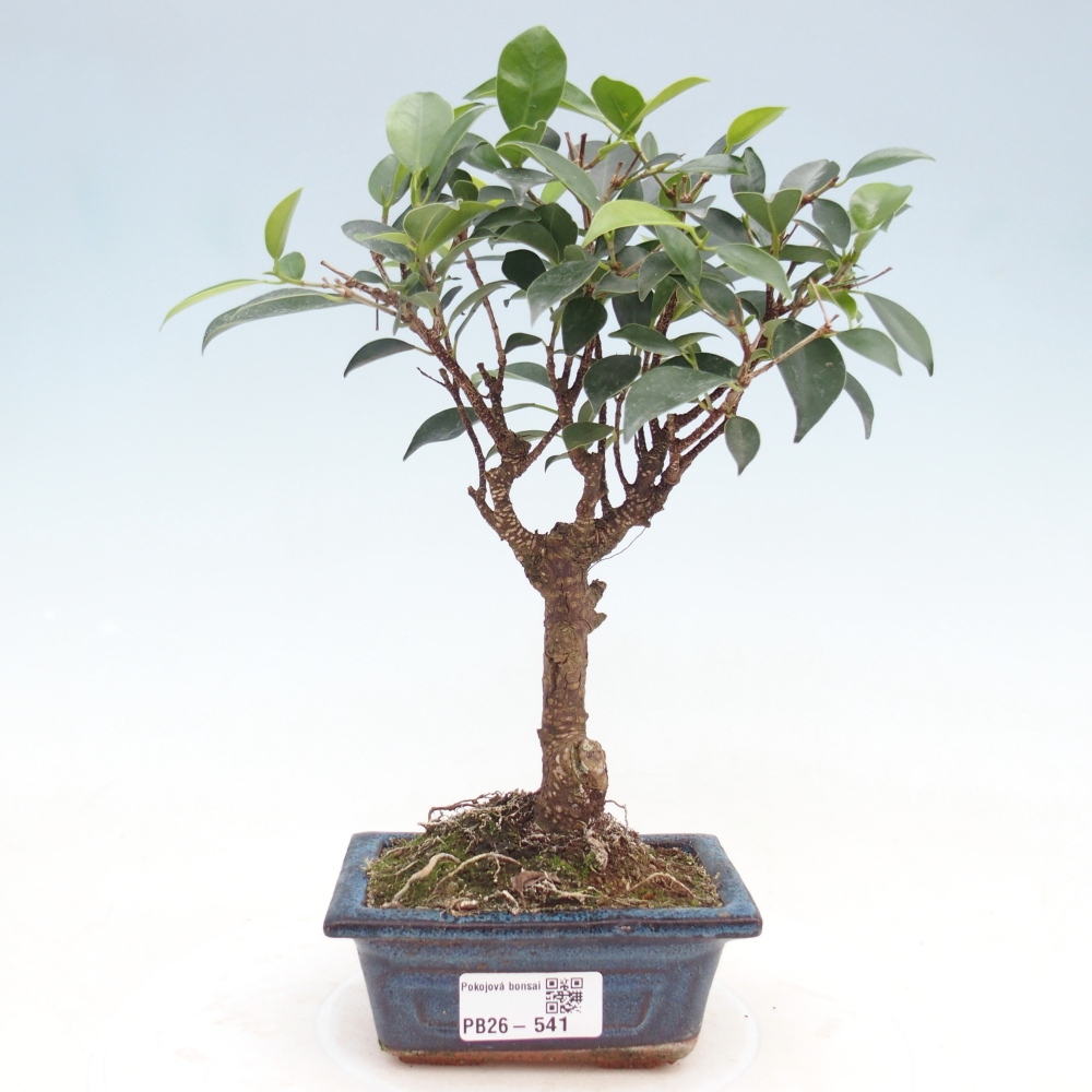 Szoba bonsai Ficus retusa kimmen
