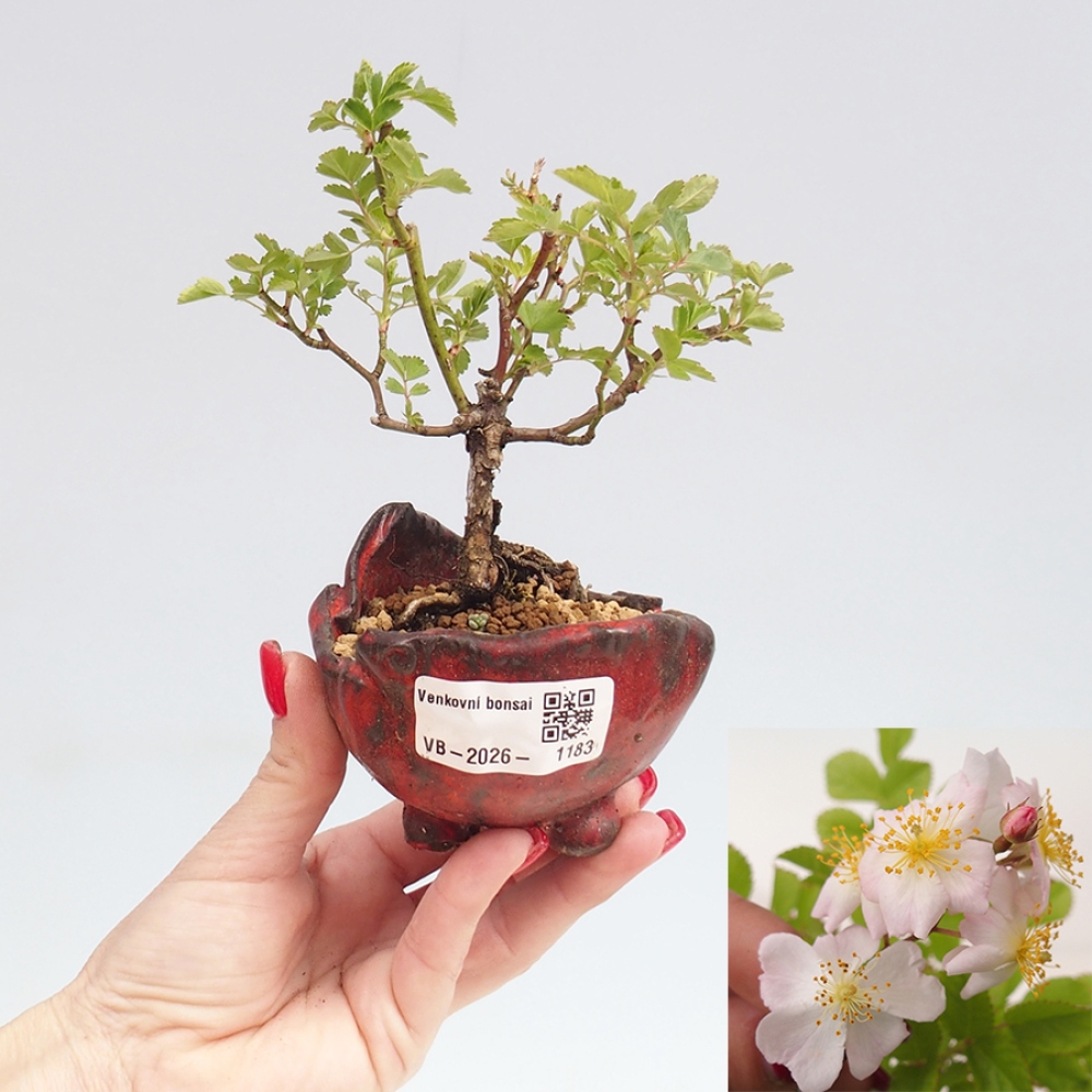 Kültéri bonsai - Rosa sp. - kisvirágú rózsa