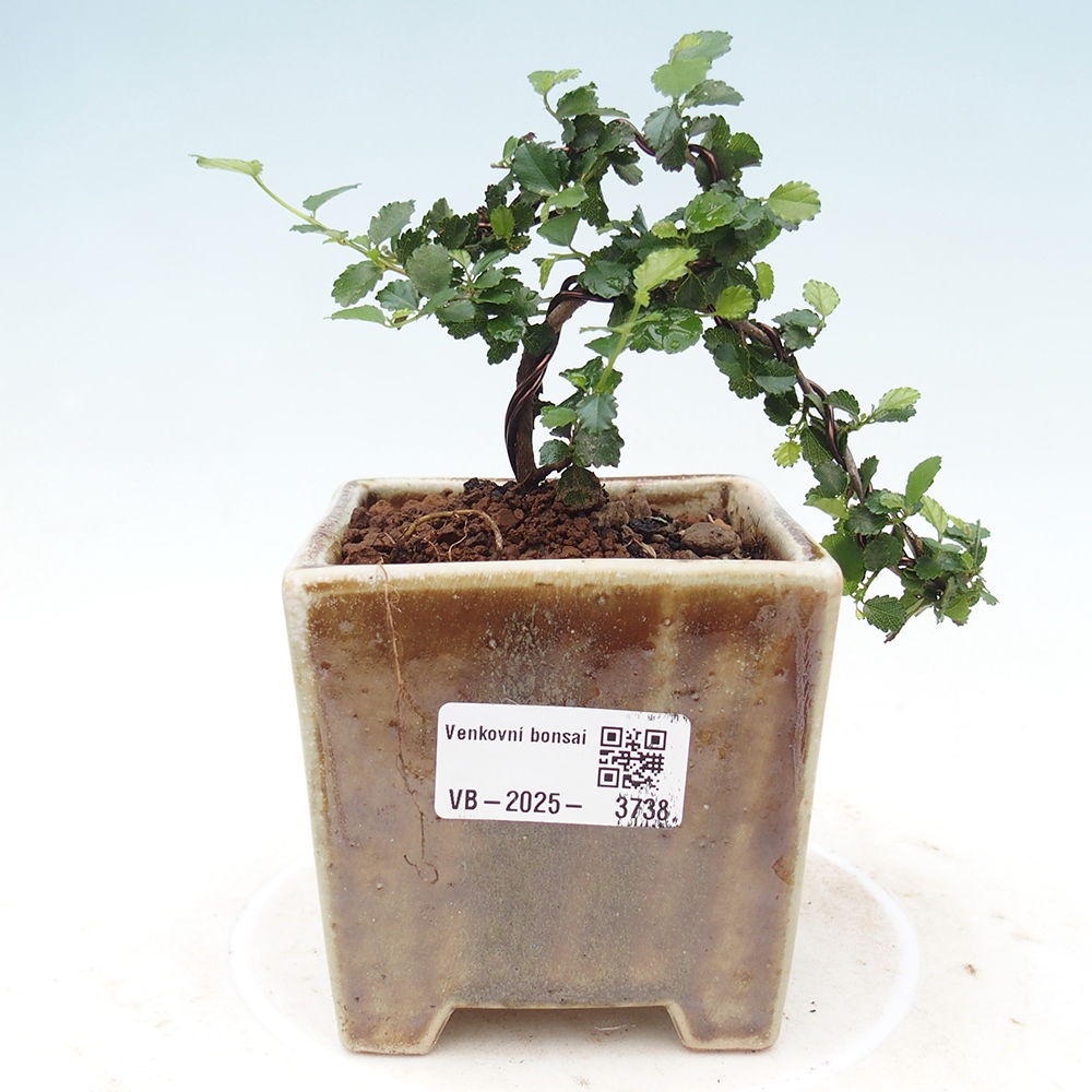 Szobai bonsai - Grewia sp. - Grewia malafolia