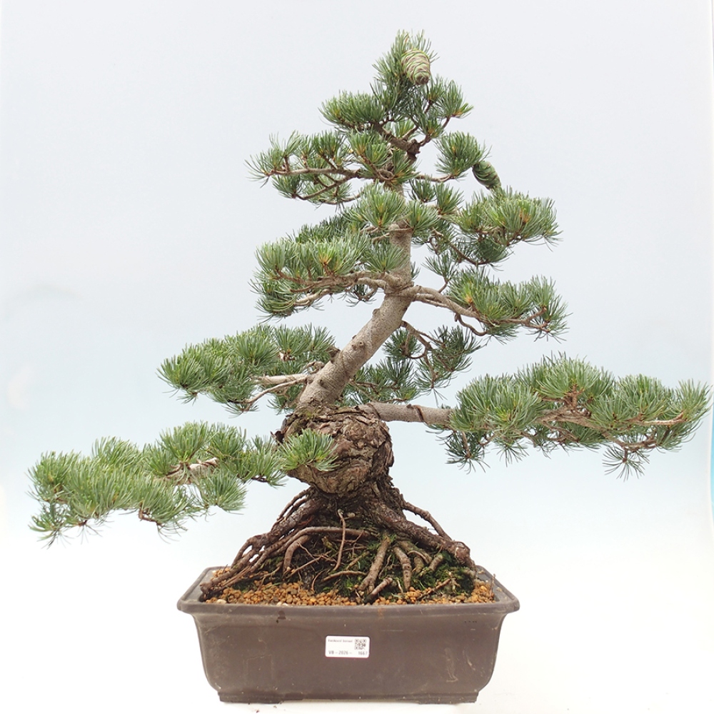 Kültéri bonsai - Pinus parviflora - Pinus parviflora