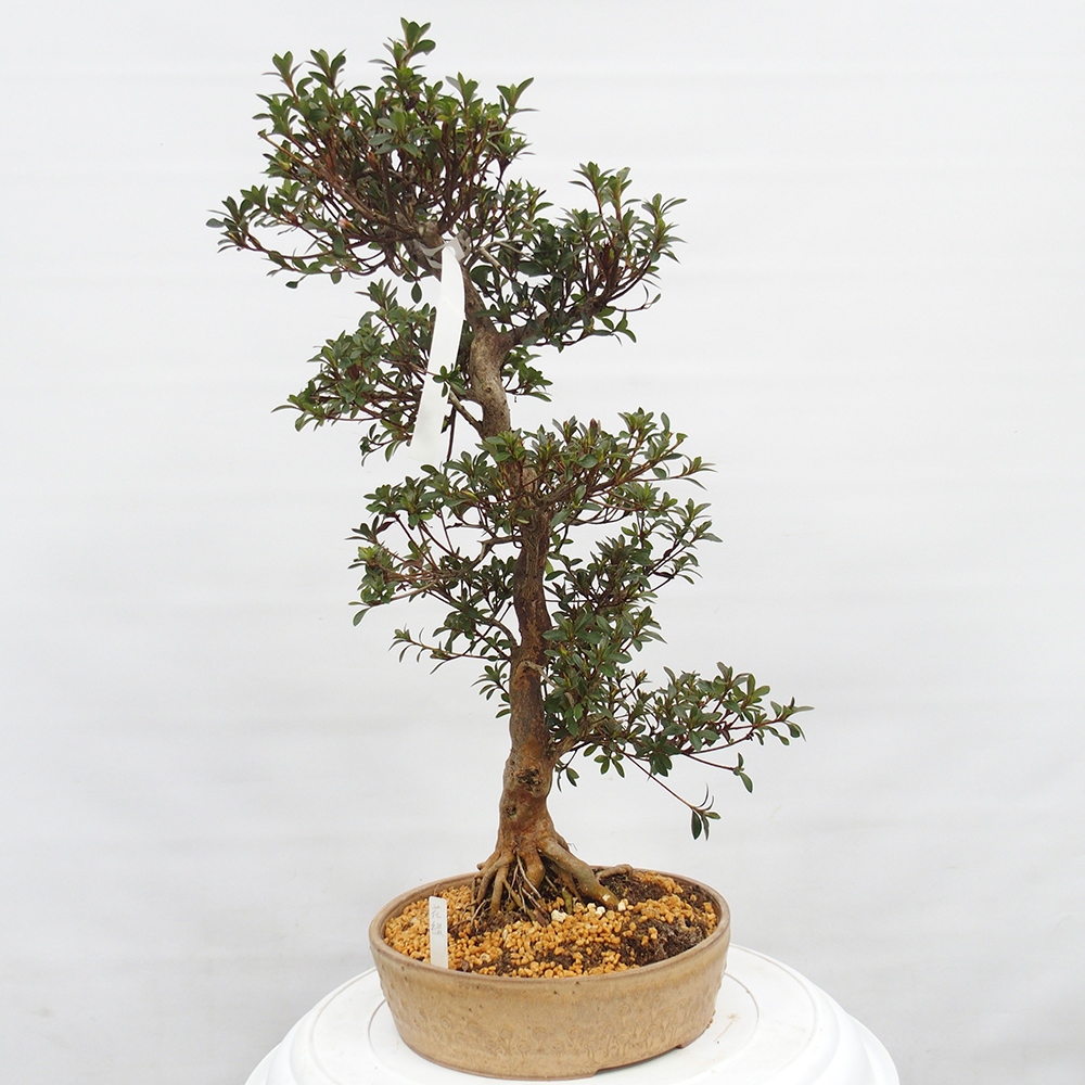 Kültéri bonsai - Japán azálea - Azalea Hanatsuzuri
