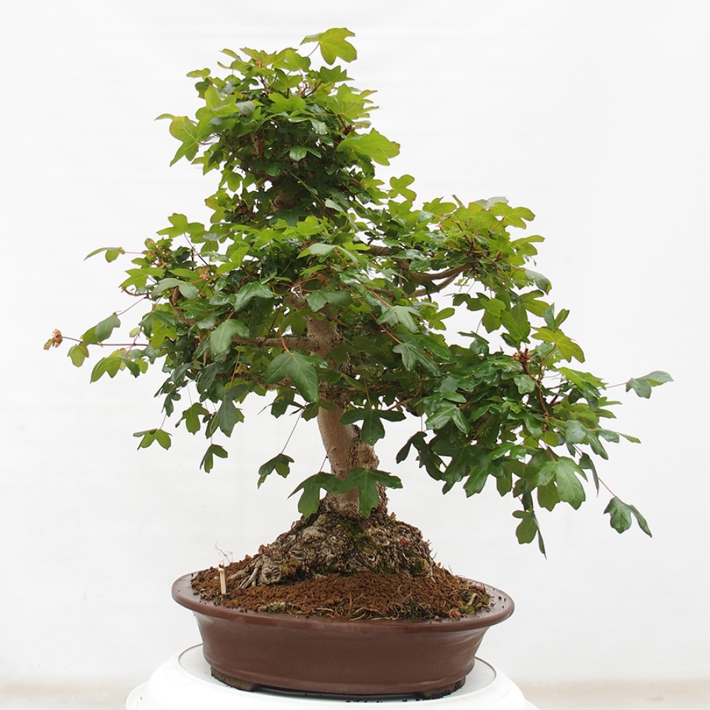Kültéri bonsai - Francia juhar - Acer Nonspessulanum