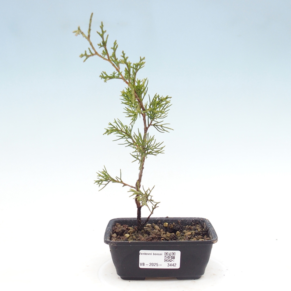 Kültéri bonsai - Juniperus chinensis Itoigawa