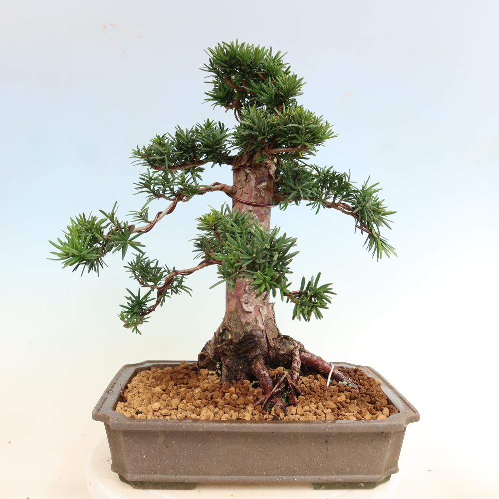 Kültéri bonsai - Taxus cuspidata - japán tiszafa