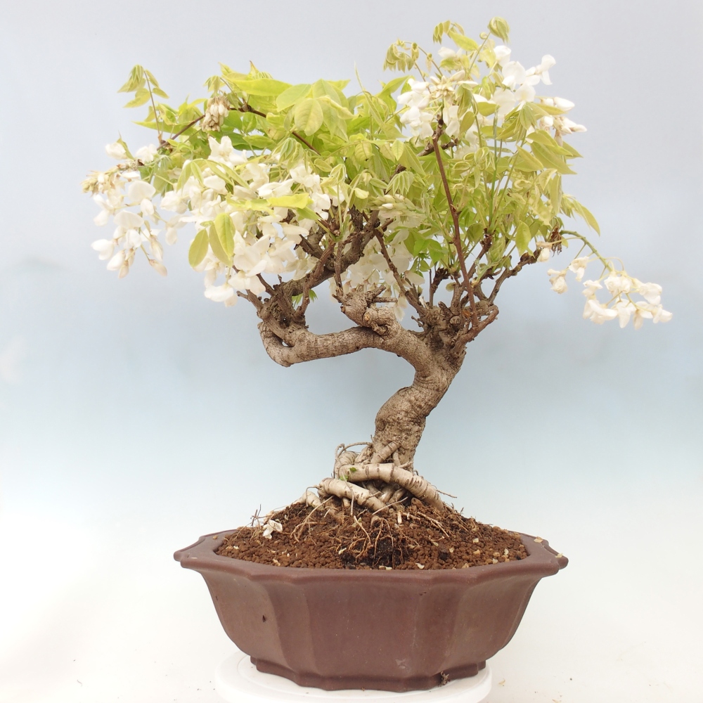 Kültéri bonsai - Vistaria - Wisteria