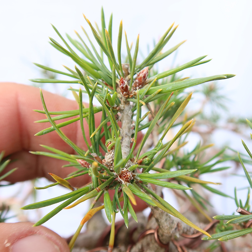 Pinus sylvestris Spanyolország – erdei fenyő