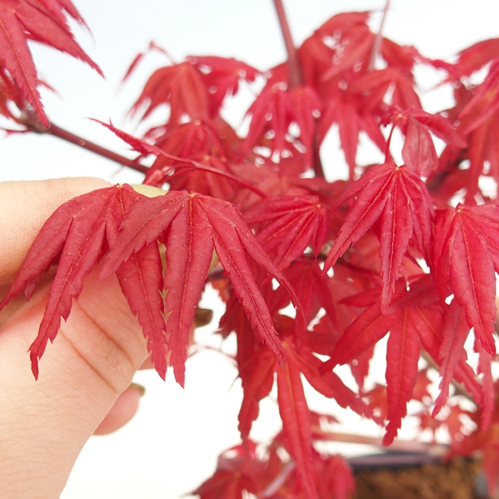 Kültéri bonsai - Acer palmatum DESHOJO