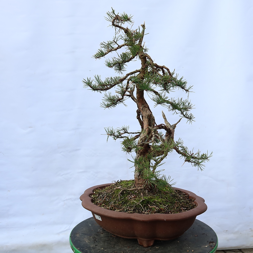 Pinus sylvestris Spanyolország – erdei fenyő