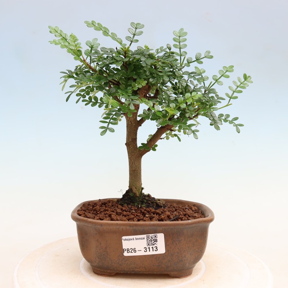 Szobai bonsai - Zantoxylum piperitum - borsfa
