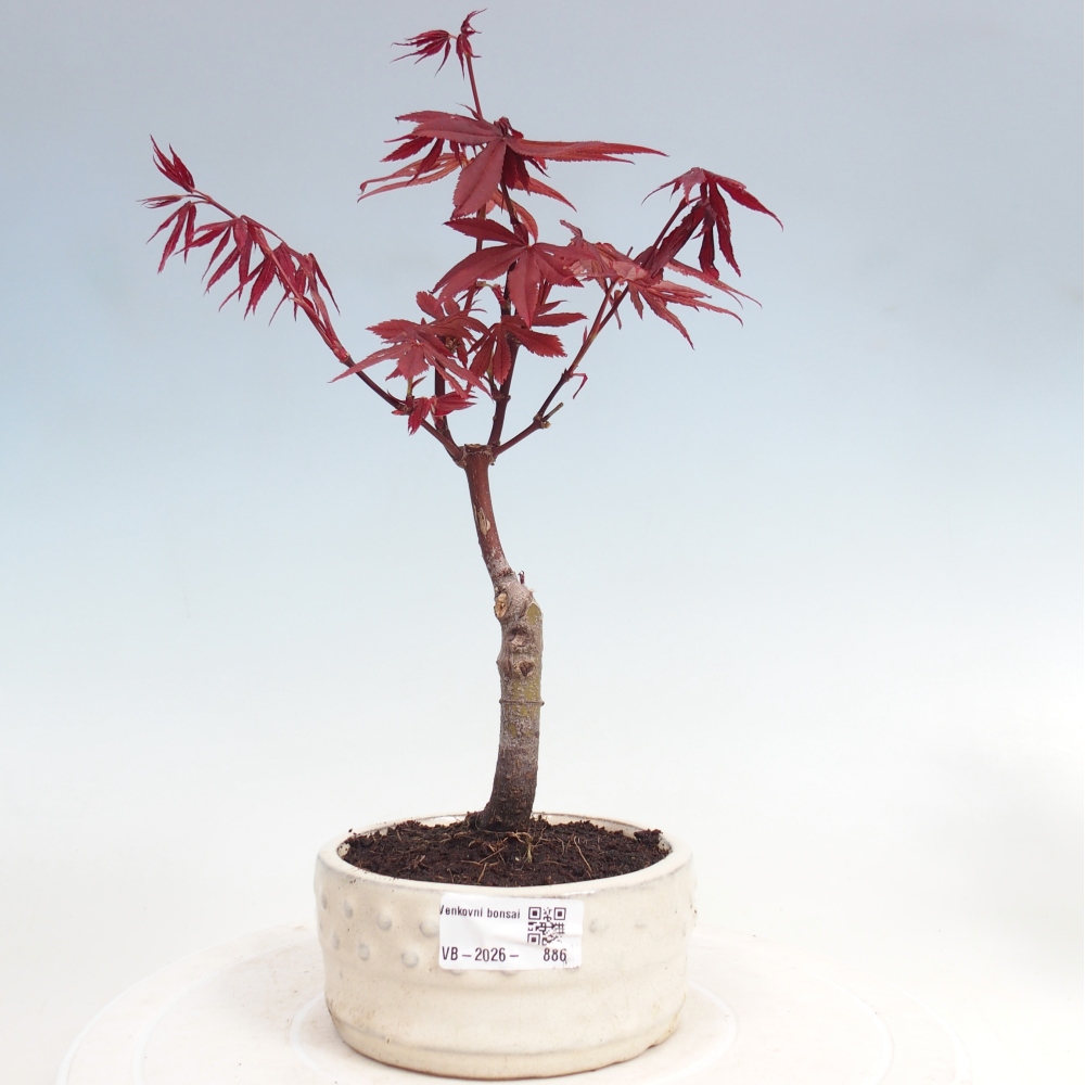 Kültéri bonsai - Acer pálma. Atropurpureum-Javor palmate