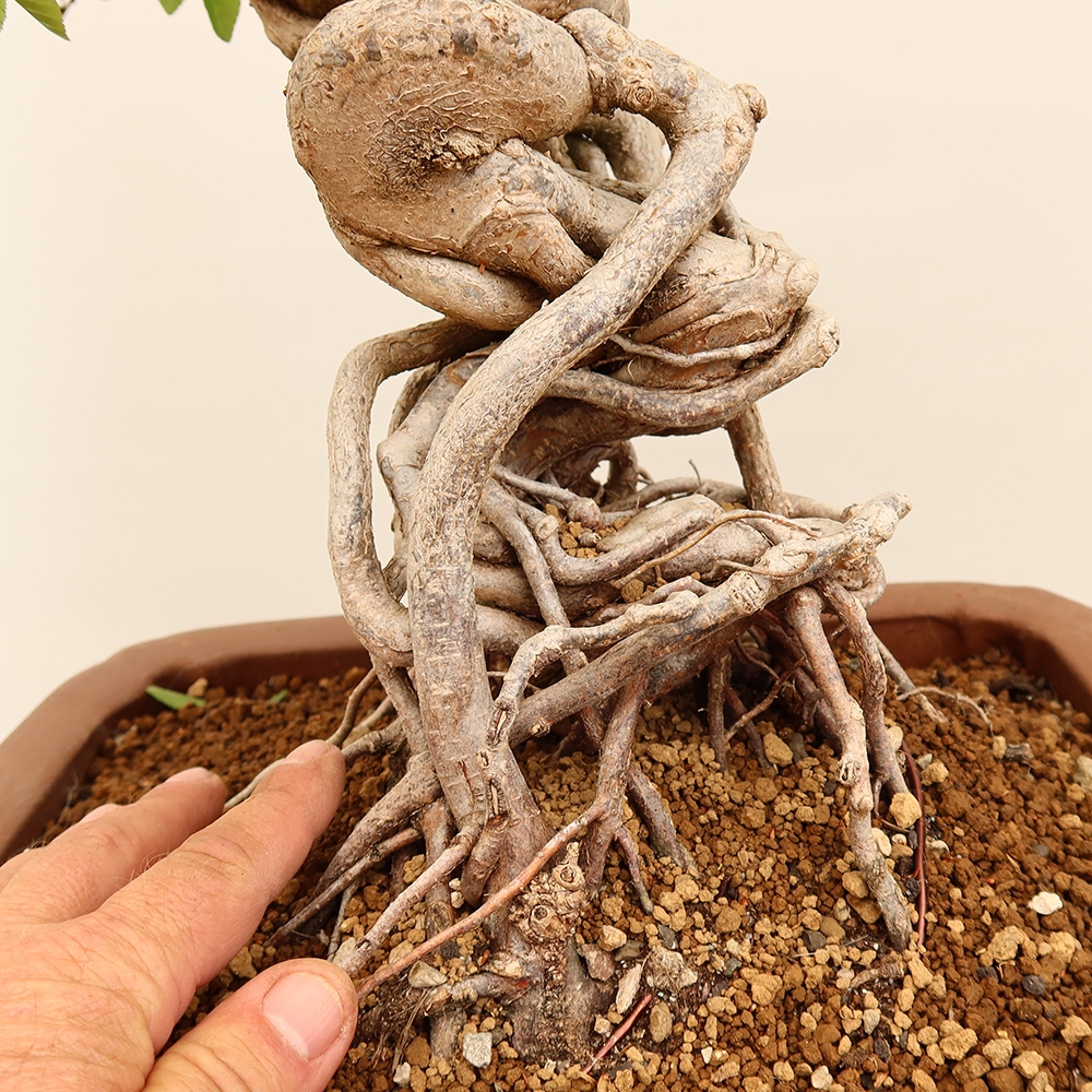 Kültéri bonsai -Carpinus Coreana - Koreai gyertyánfa