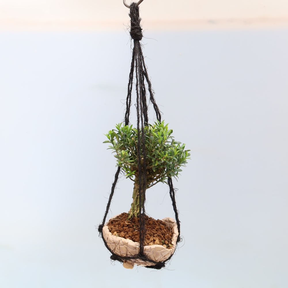 Kokedama kerámiaedényben – Buxus harlandii – parafa buxus