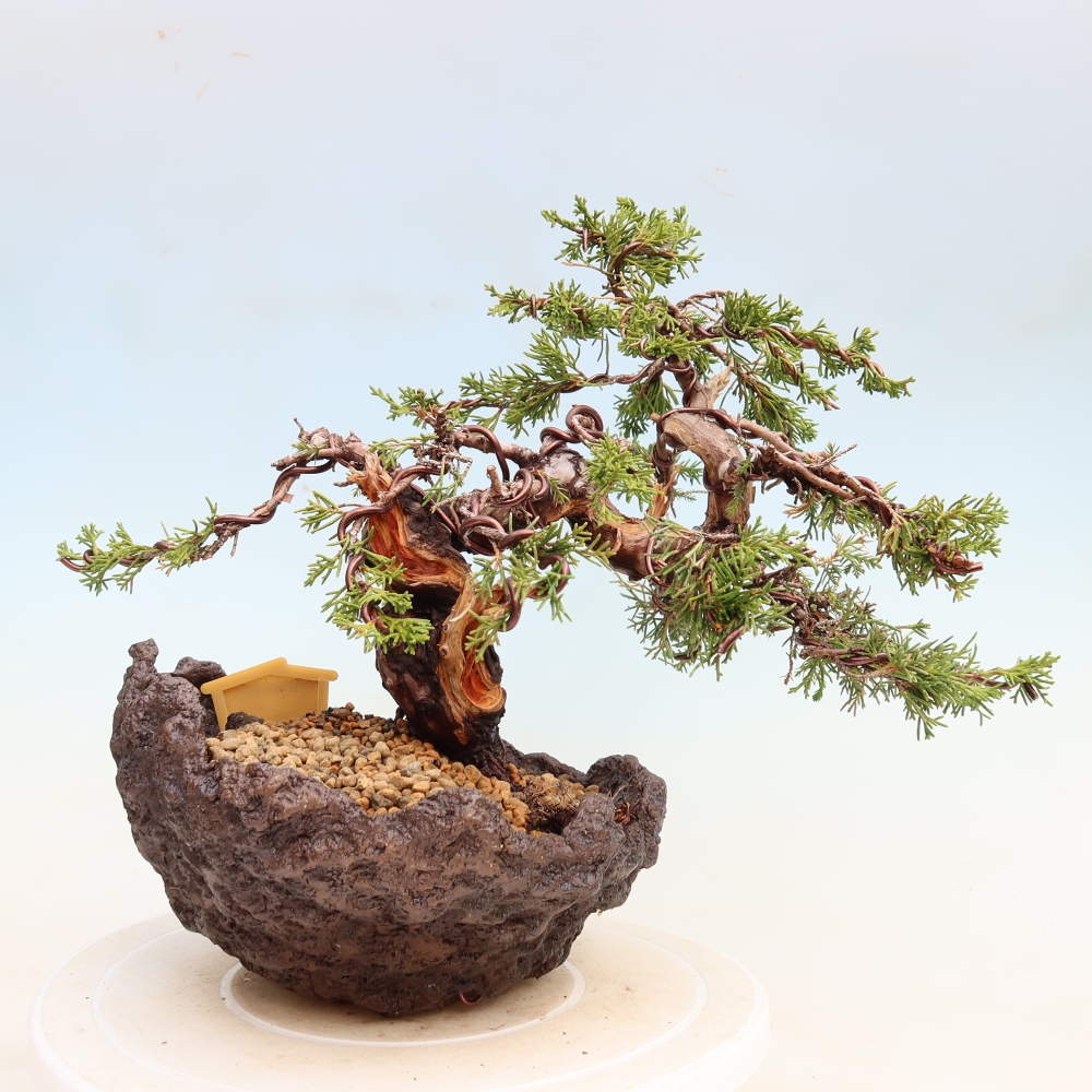 Kültéri bonsai - Juniperus chinensis Itoigawa-Juniperus chinensis