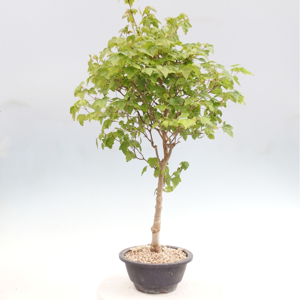 Kültéri bonsai - Acer Buergerianum - Burger juhar