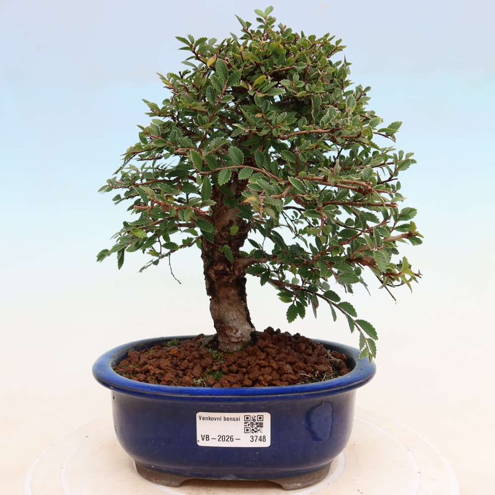 Kültéri bonsai - Zelkova - Zelkova NIRE