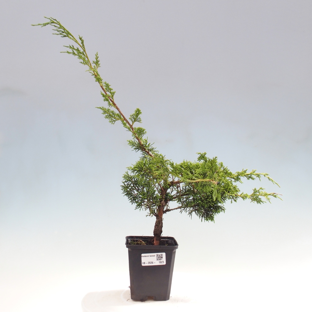 Kültéri bonsai - Juniperus chinensis Itoigawa