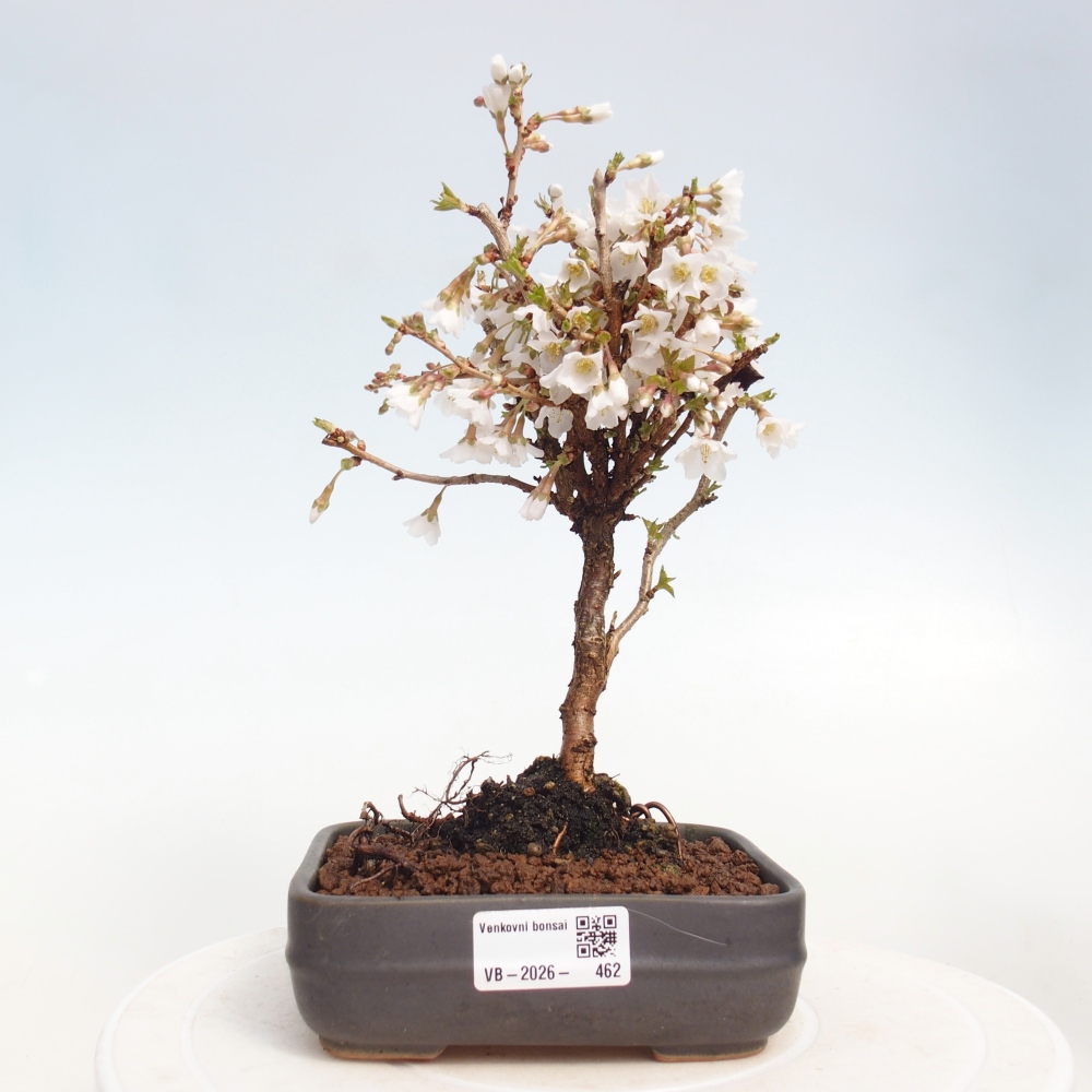Kültéri bonsai - Prunus incisa Kojou-no mai-Plivon kivágva