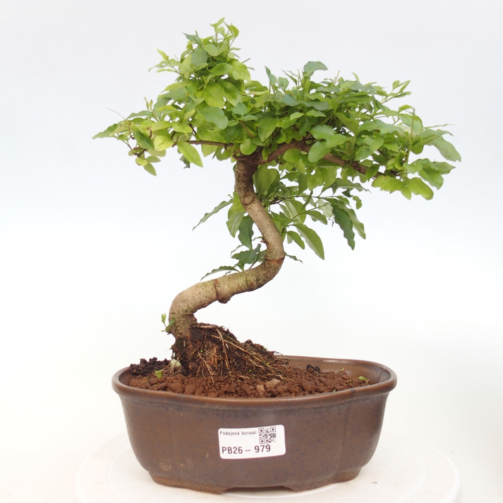 Szobai bonsai -Ligustrum chinensis - Madárcsőr