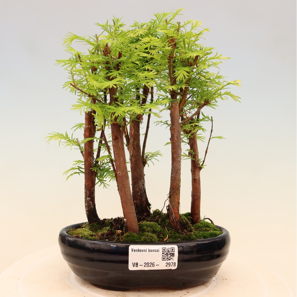 Kültéri bonsai – Metasequoia glyptostroboides – kínai metasequoia – kis erdő