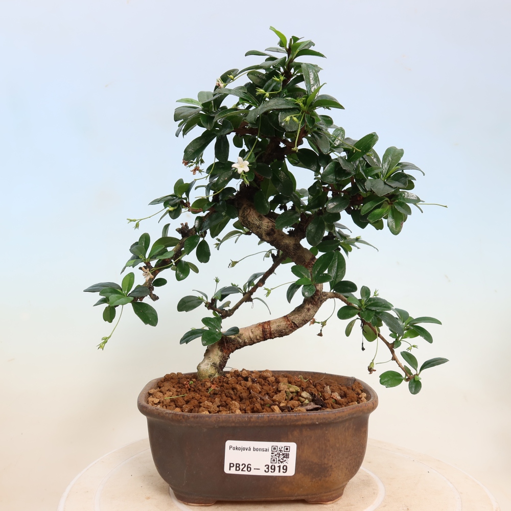 Szobai bonsai - Carmona macrophylla - Tea fuki
