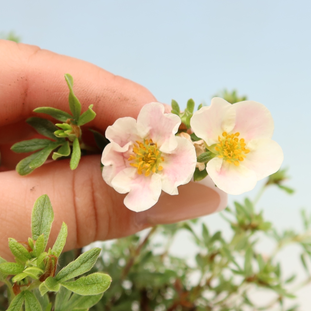 Kültéri bonsai - Potentila fruticosa