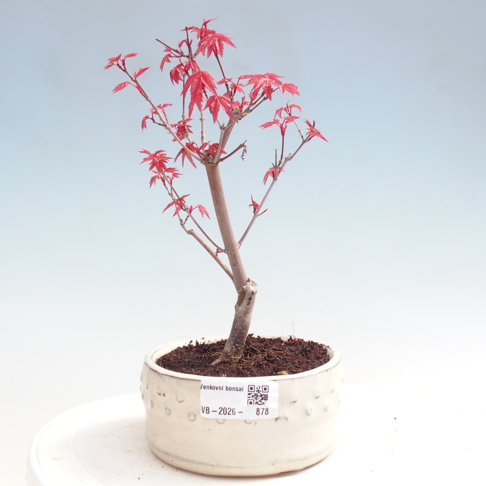 Kültéri bonsai - Acer palmatum DESHOJO