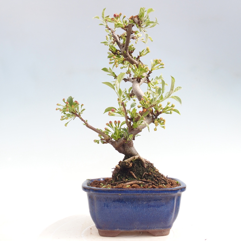 Kültéri bonsai - Malus sargentii - Kis gyümölcsű almafa
