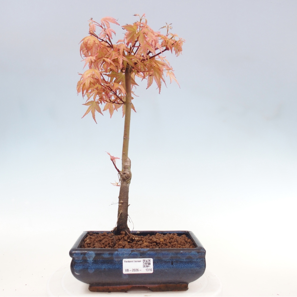 Juhar - Acer palmatum Beni Tsukasa