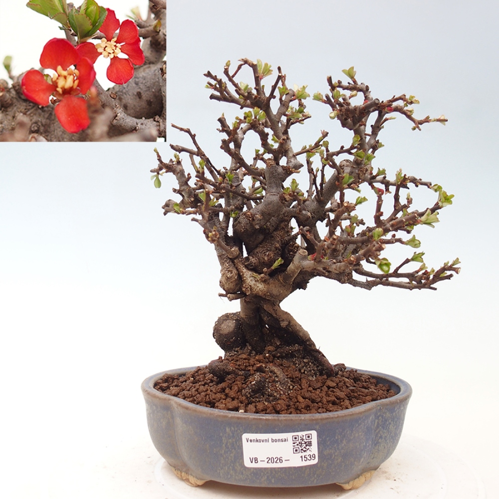 Kültéri bonsai - Chaneomeles speciosa - birs