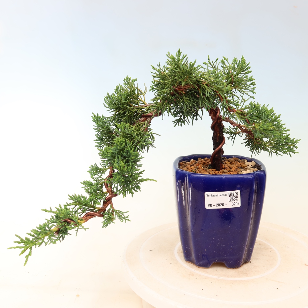Kültéri bonsai - Juniperus chinensis Kishu