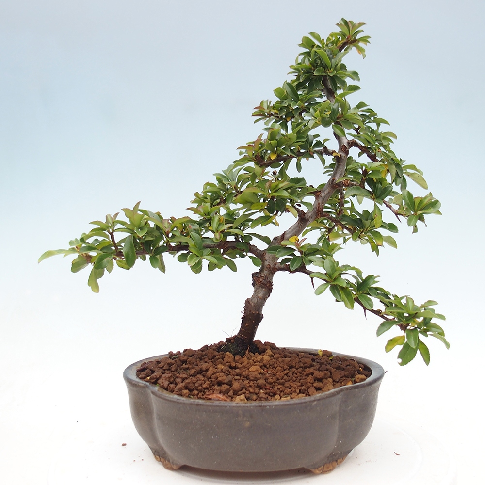 Kültéri bonsai-Pyracantha Teton - Hlox
