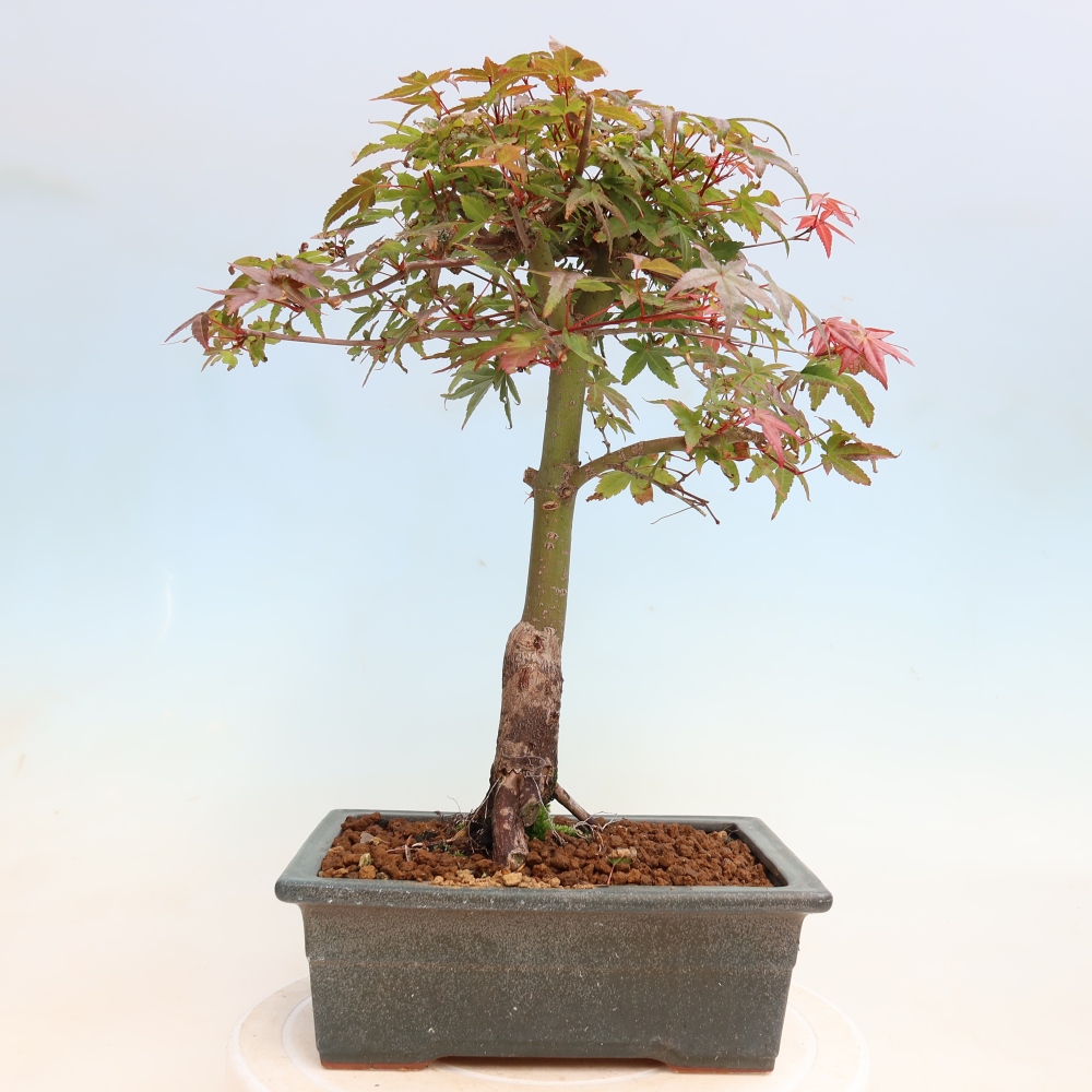 Kültéri bonsai - Acer palmatum DESHOJO