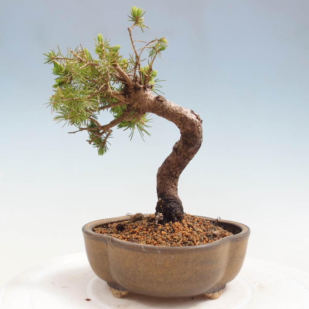 Kültéri bonsai - lucfenyő - Picea glauca globe
