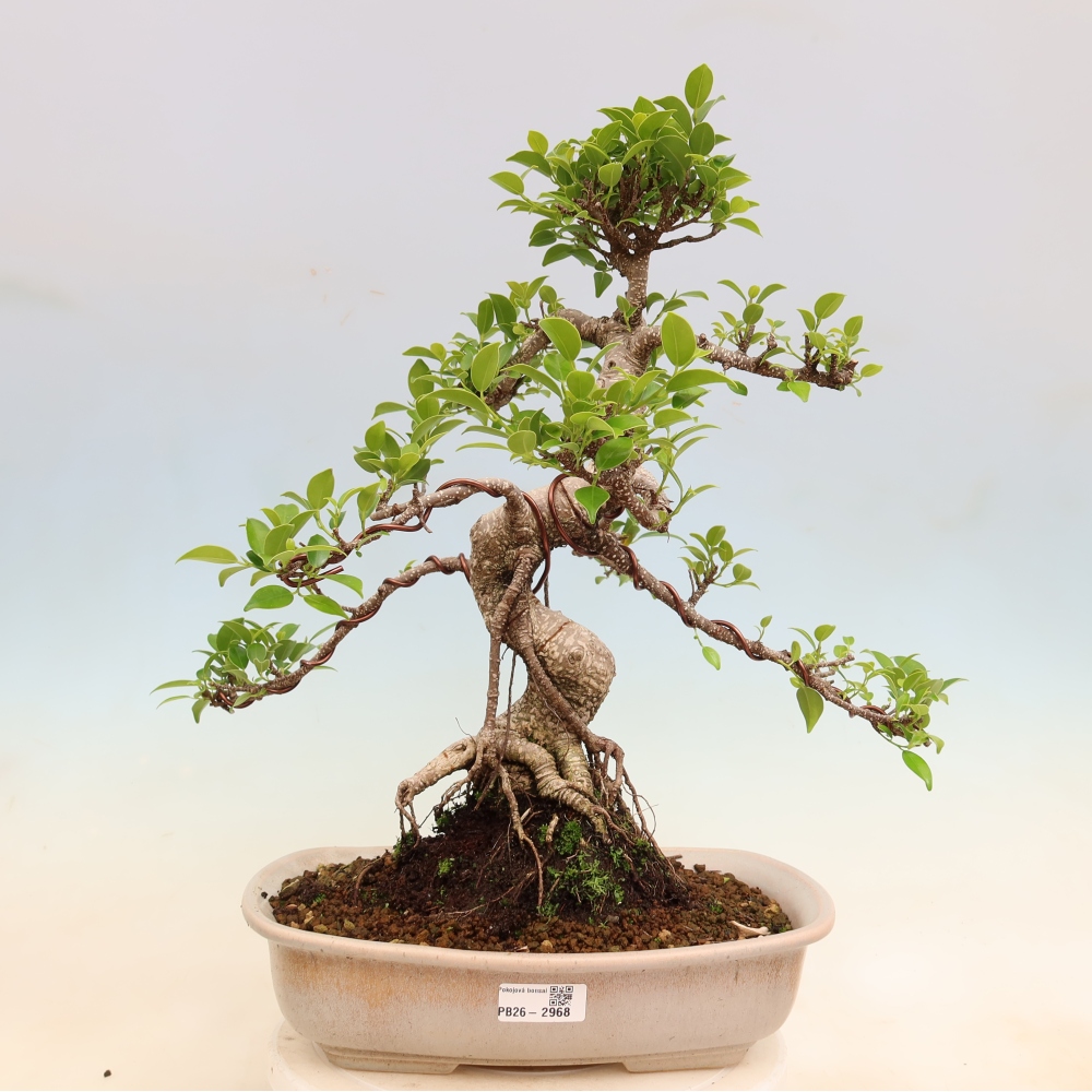 Szobai bonsai - Ficus kimmen - kislevelű fikusz