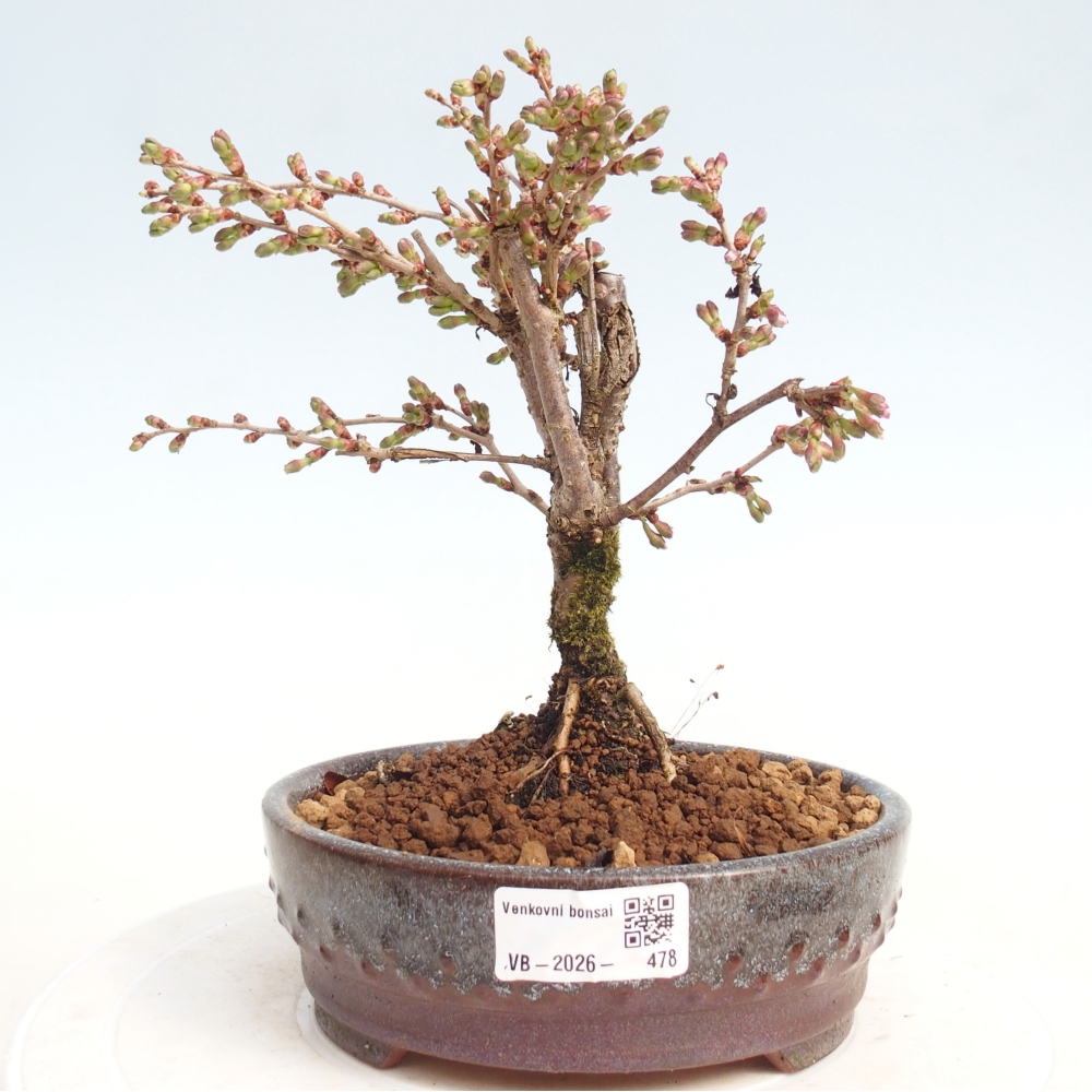Kültéri bonsai - Prunus incisa Kojou-no mai-Plivon kivágva