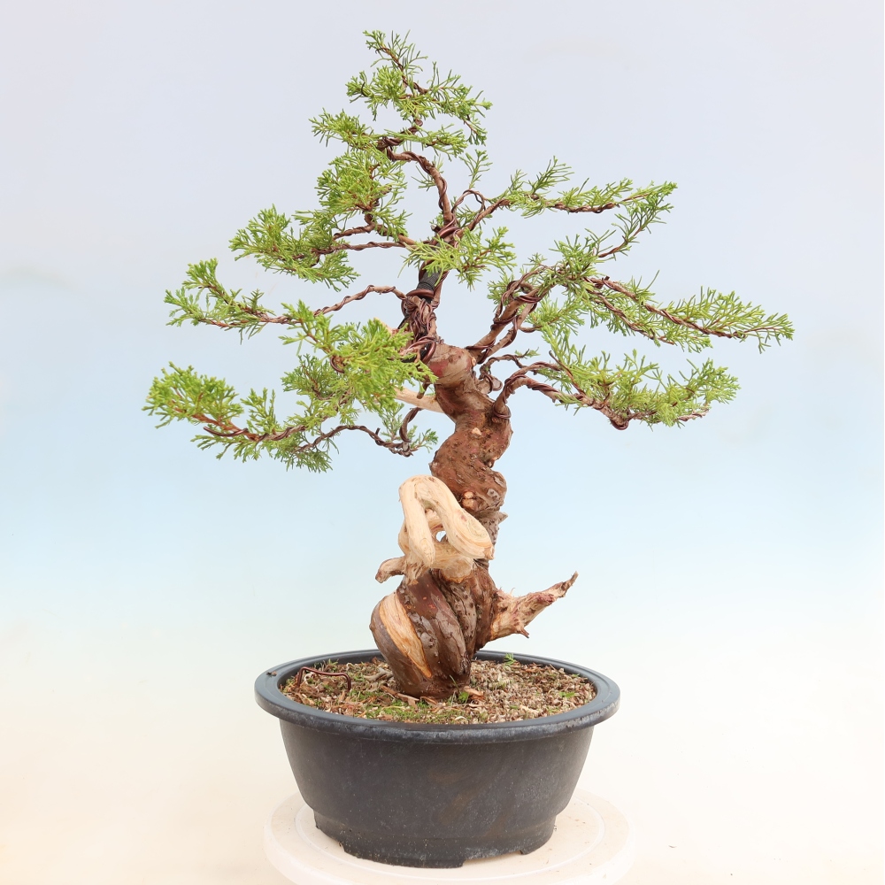 Kültéri bonsai - Juniperus chinensis Itoigawa-Juniperus chinensis