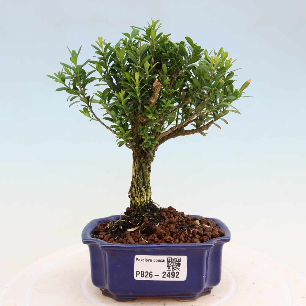 Szobai bonsai - Buxus harlandii - parafa buxus