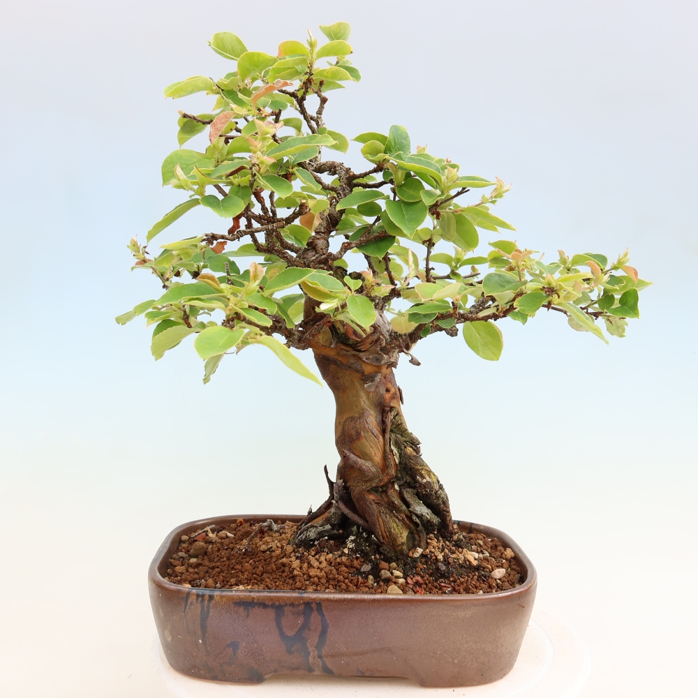 Kültéri bonsai - Pseudocydonia sinensis - kínai birs