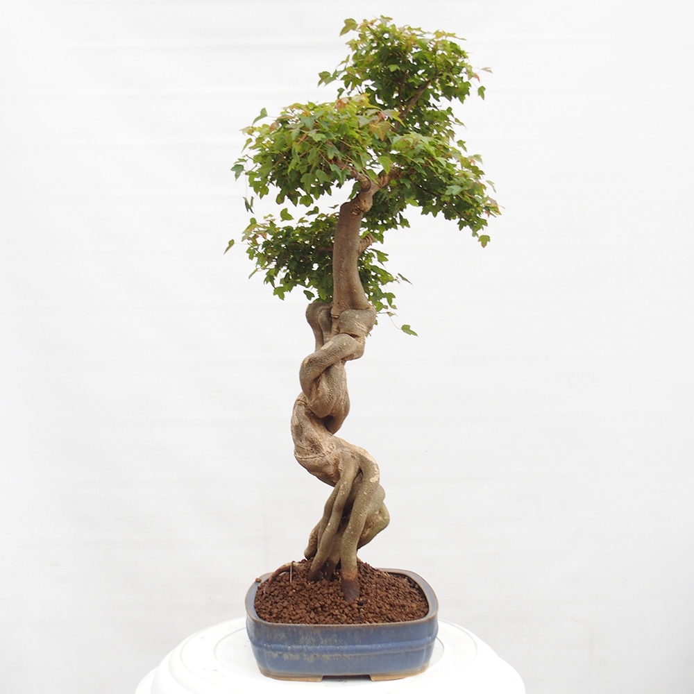Kültéri bonsai - Acer Buergerianum - Burger juhar