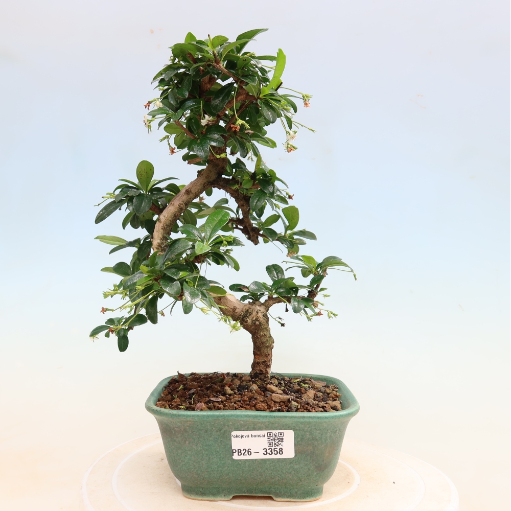 Szobai bonsai - Carmona macrophylla - Tea fuki