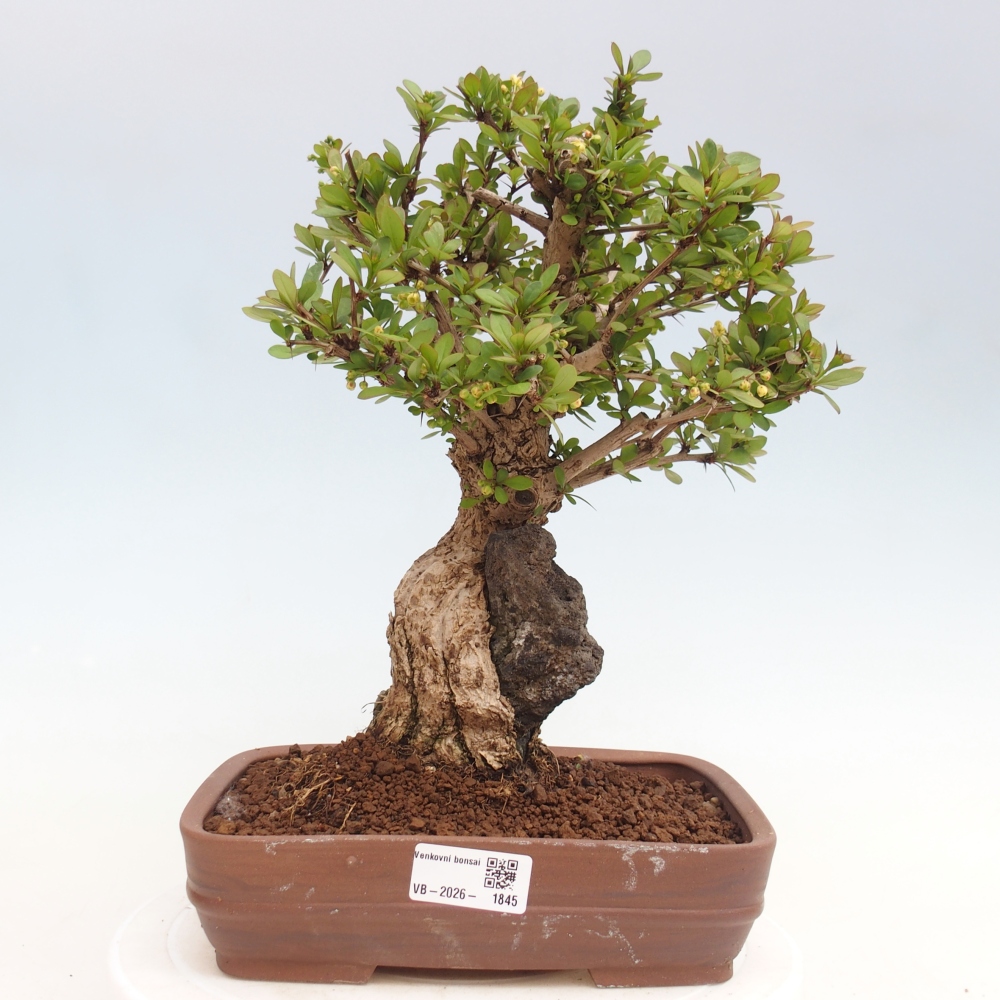 Kültéri bonsai - Berberis coreana